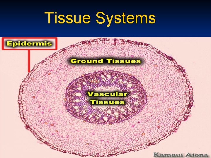 Tissue Systems 