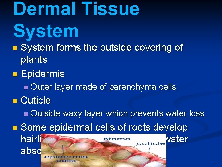 Dermal Tissue System forms the outside covering of plants n Epidermis n n n