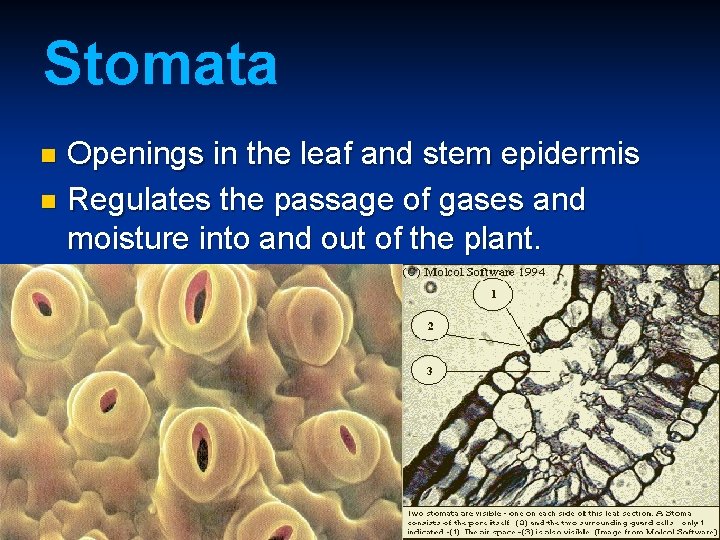 Stomata Openings in the leaf and stem epidermis n Regulates the passage of gases