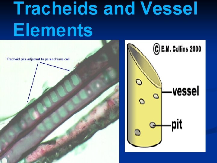 Tracheids and Vessel Elements 