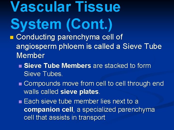 Vascular Tissue System (Cont. ) n Conducting parenchyma cell of angiosperm phloem is called