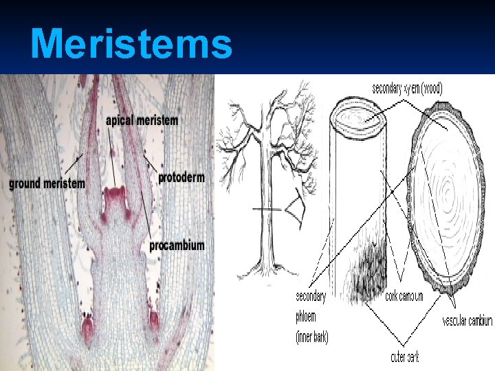 Meristems 