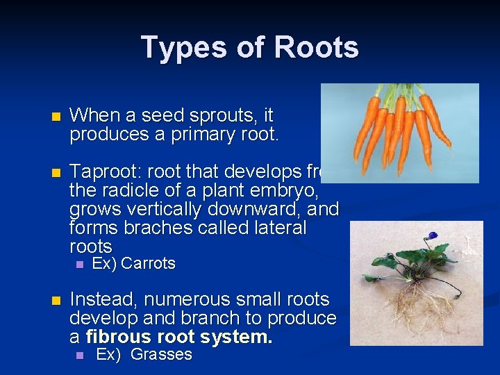 Types of Roots n When a seed sprouts, it produces a primary root. n
