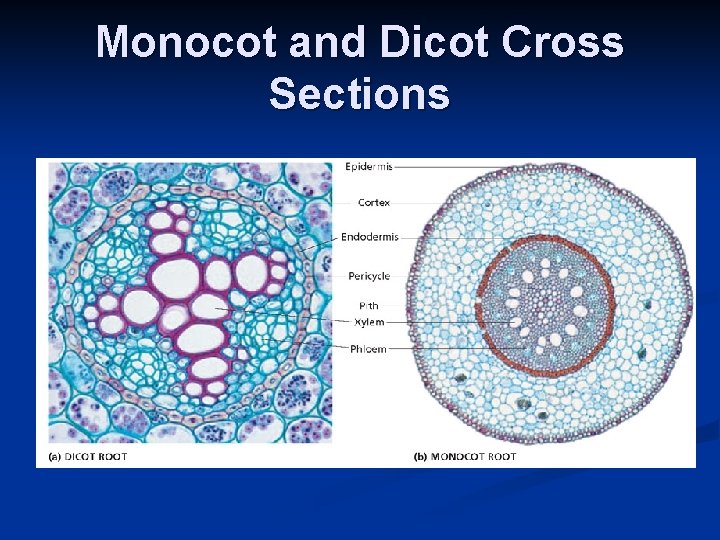 Monocot and Dicot Cross Sections 