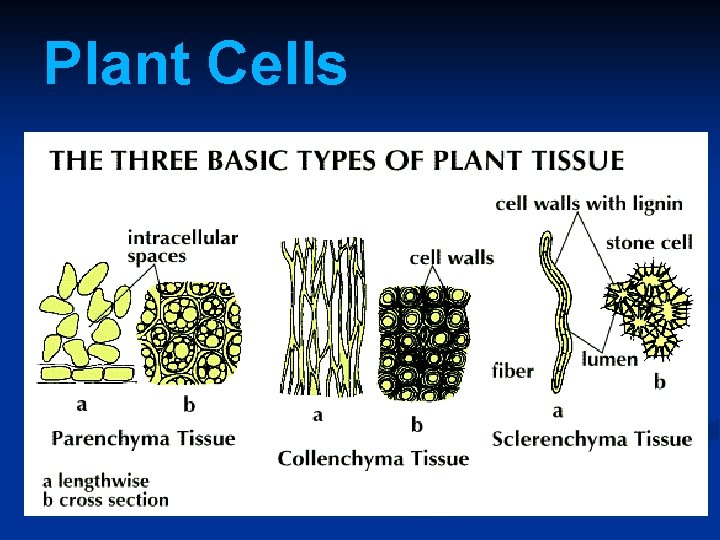 Plant Cells 