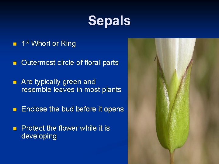 Sepals n 1 st Whorl or Ring n Outermost circle of floral parts n