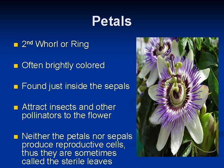 Petals n 2 nd Whorl or Ring n Often brightly colored n Found just