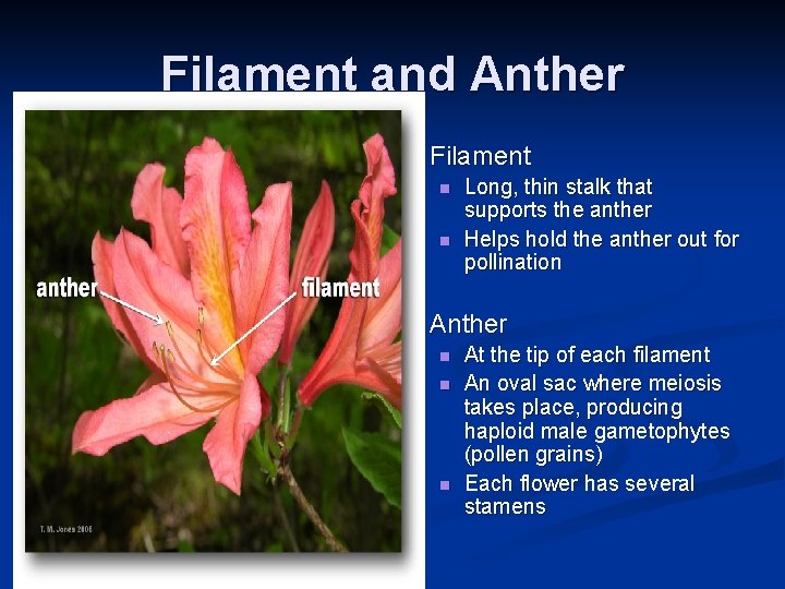 Filament and Anther n Filament n n n Long, thin stalk that supports the