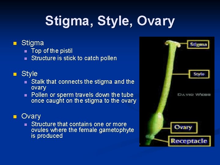 Stigma, Style, Ovary n Stigma n n n Style n n n Top of