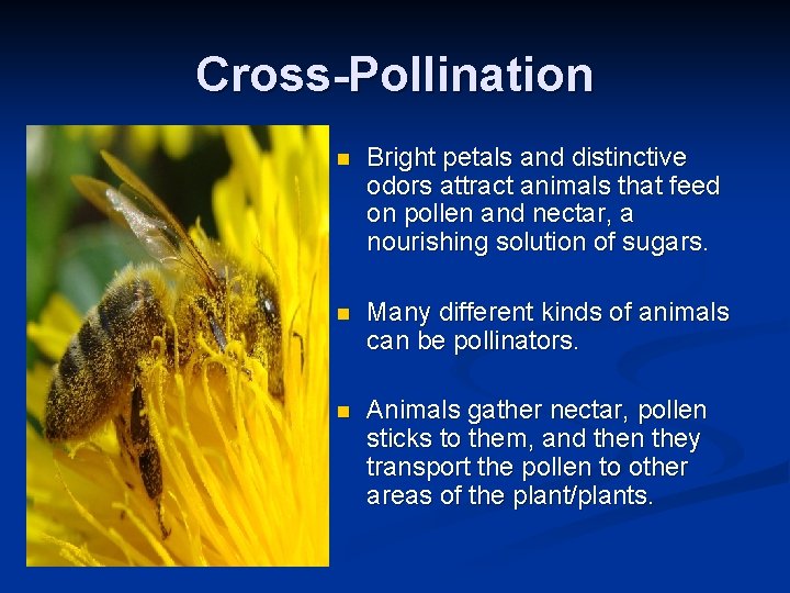 Cross-Pollination n Bright petals and distinctive odors attract animals that feed on pollen and