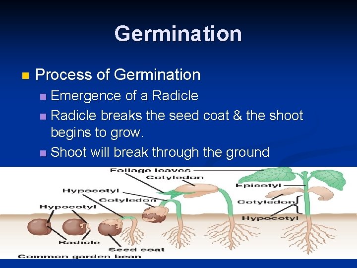 Germination n Process of Germination Emergence of a Radicle n Radicle breaks the seed