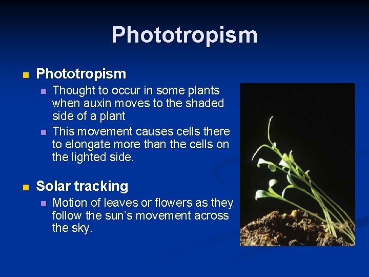 Phototropism n n n Thought to occur in some plants when auxin moves to