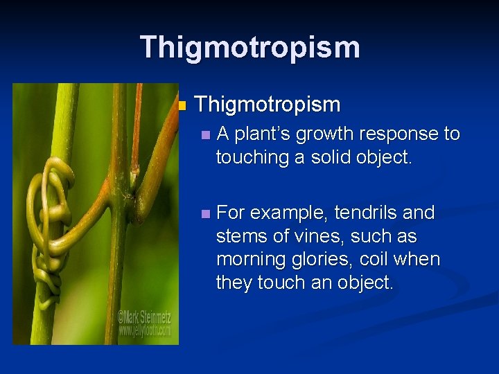 Thigmotropism n A plant’s growth response to touching a solid object. n For example,