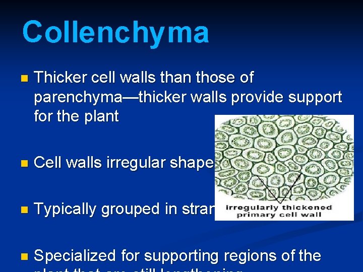 Collenchyma n Thicker cell walls than those of parenchyma—thicker walls provide support for the