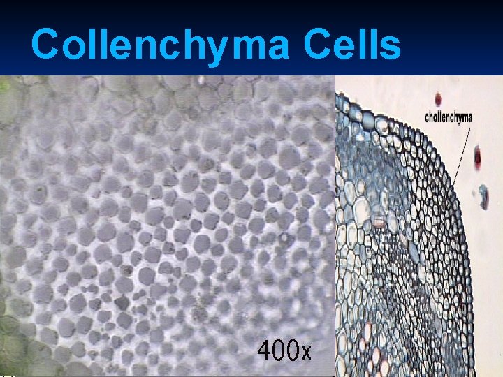 Collenchyma Cells 