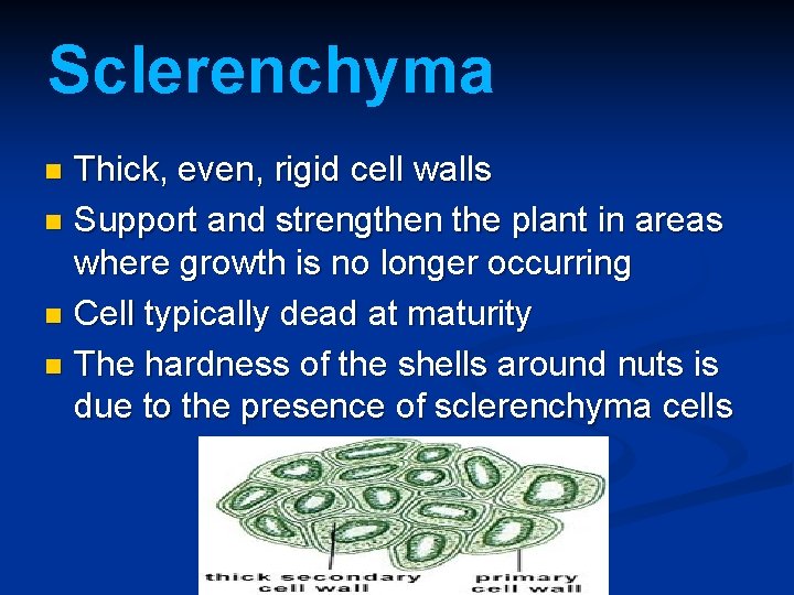 Sclerenchyma Thick, even, rigid cell walls n Support and strengthen the plant in areas