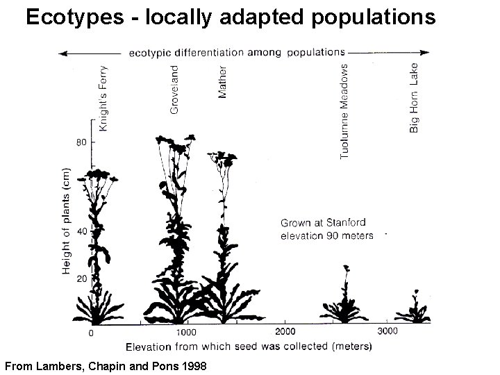 Ecotypes - locally adapted populations From Lambers, Chapin and Pons 1998 