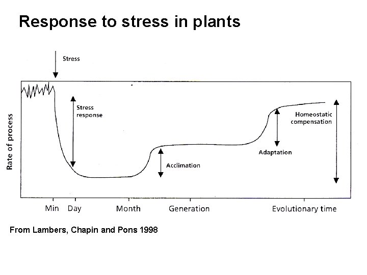 Response to stress in plants From Lambers, Chapin and Pons 1998 