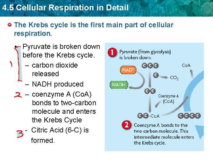 4. 5 Cellular Respiration in Detail The Krebs cycle is the first main part