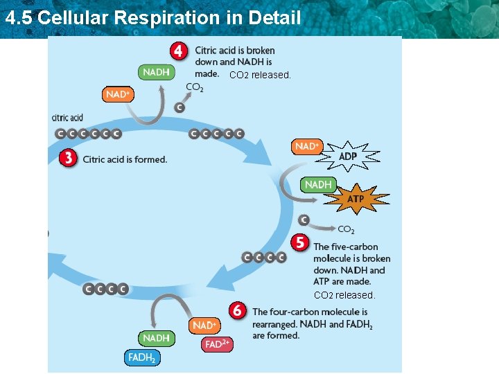 4. 5 Cellular Respiration in Detail CO 2 released. 