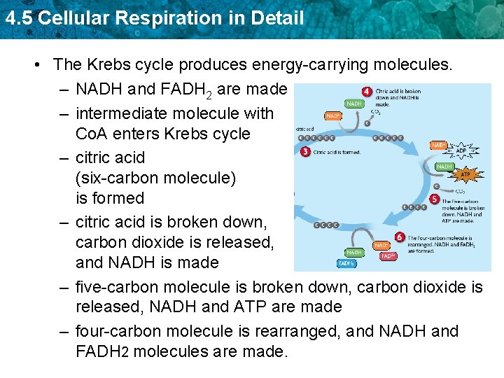 4. 5 Cellular Respiration in Detail • The Krebs cycle produces energy-carrying molecules. –