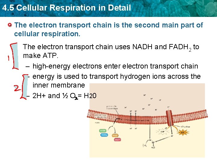 4. 5 Cellular Respiration in Detail The electron transport chain is the second main