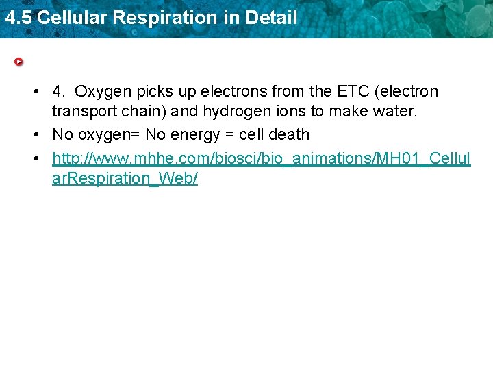 4. 5 Cellular Respiration in Detail • 4. Oxygen picks up electrons from the