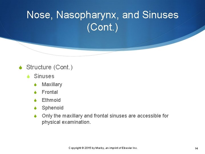 Nose, Nasopharynx, and Sinuses (Cont. ) S Structure (Cont. ) S Sinuses S Maxillary
