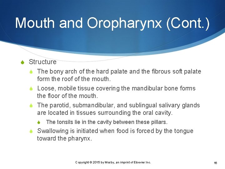 Mouth and Oropharynx (Cont. ) S Structure S The bony arch of the hard