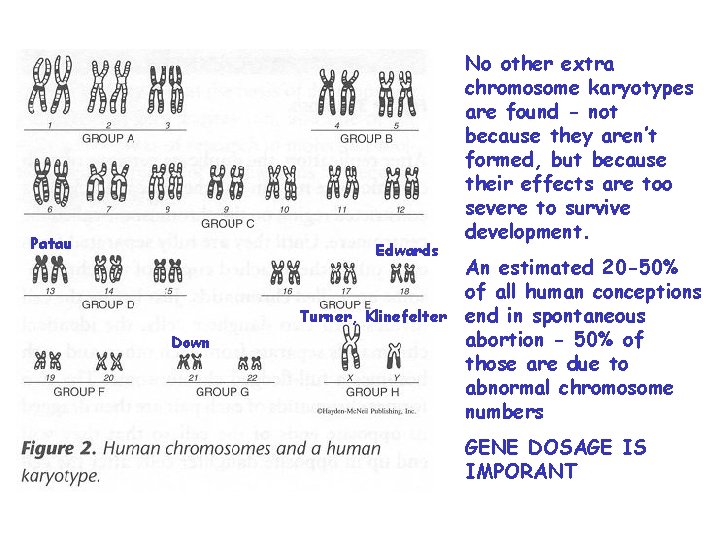 Patau Edwards Turner, Klinefelter Down No other extra chromosome karyotypes are found - not