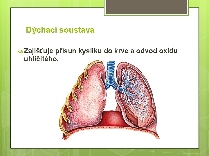 Dýchací soustava Zajišťuje přísun kyslíku do krve a odvod oxidu uhličitého. 