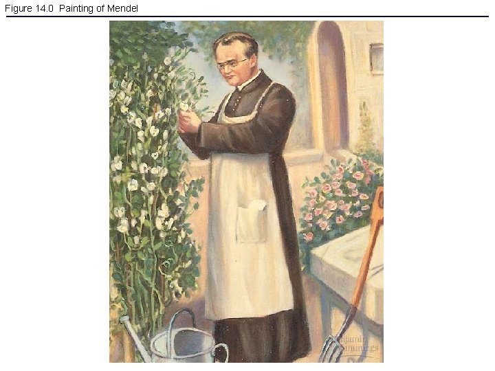 Figure 14. 0 Painting of Mendel 