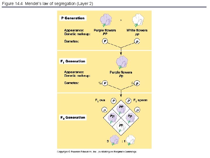 Figure 14. 4 Mendel’s law of segregation (Layer 2) 