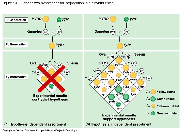 Figure 14. 7 Testing two hypotheses for segregation in a dihybrid cross 