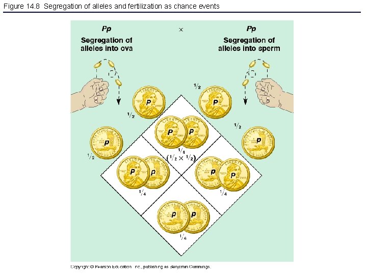 Figure 14. 8 Segregation of alleles and fertilization as chance events 