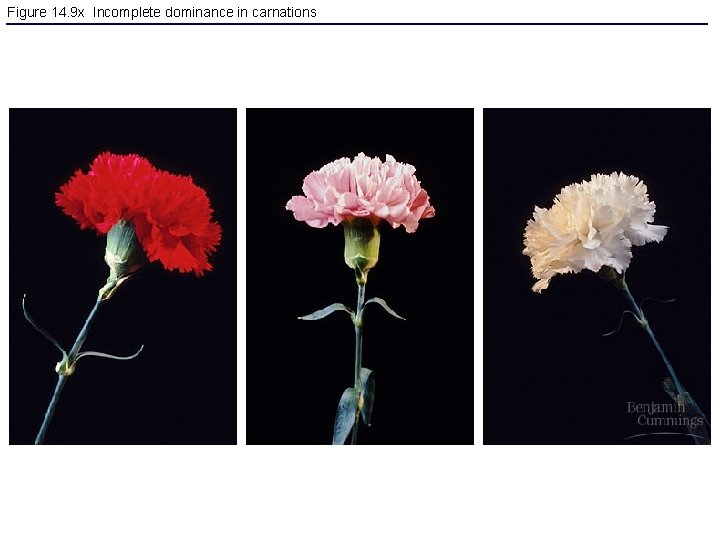 Figure 14. 9 x Incomplete dominance in carnations 