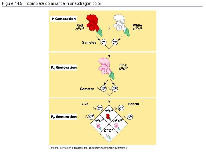 Figure 14. 9 Incomplete dominance in snapdragon color 