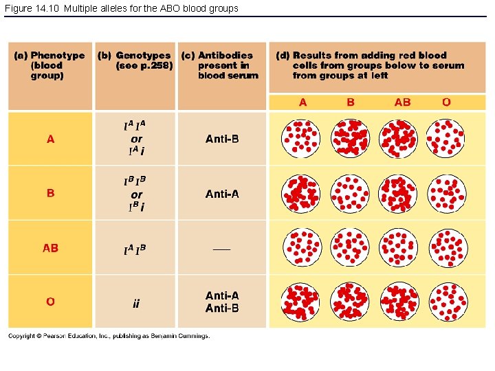 Figure 14. 10 Multiple alleles for the ABO blood groups 