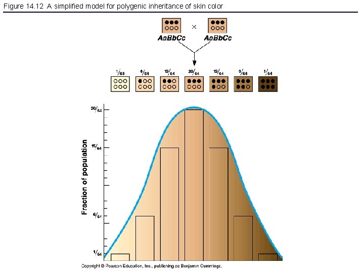 Figure 14. 12 A simplified model for polygenic inheritance of skin color 