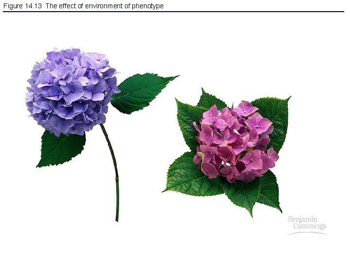 Figure 14. 13 The effect of environment of phenotype 