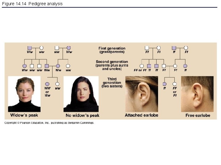 Figure 14. 14 Pedigree analysis 