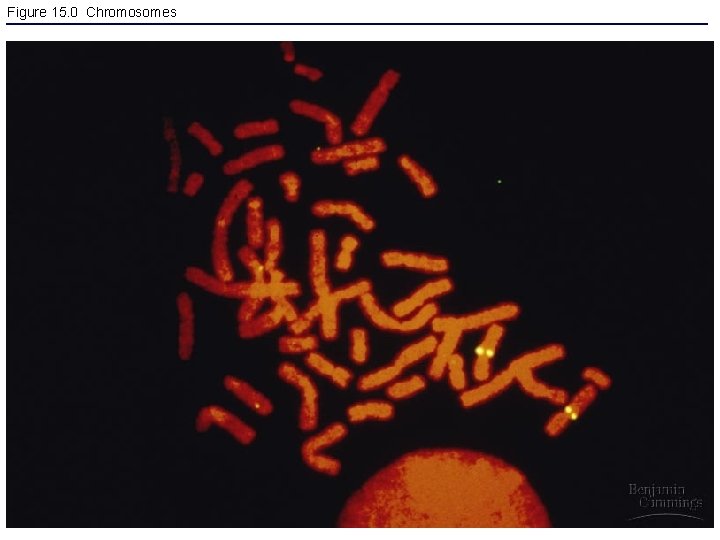 Figure 15. 0 Chromosomes 