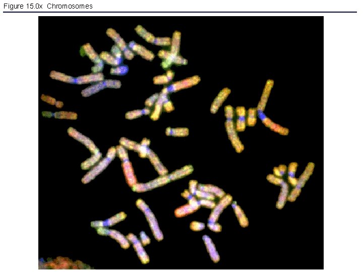 Figure 15. 0 x Chromosomes 