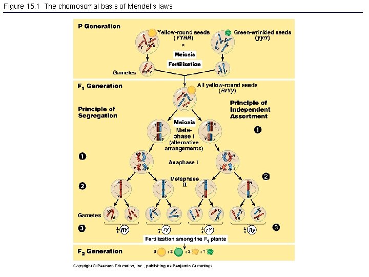 Figure 15. 1 The chomosomal basis of Mendel’s laws 