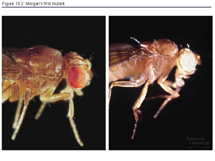 Figure 15. 2 Morgan’s first mutant 