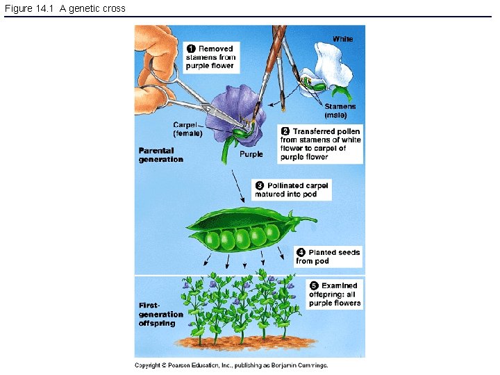 Figure 14. 1 A genetic cross 
