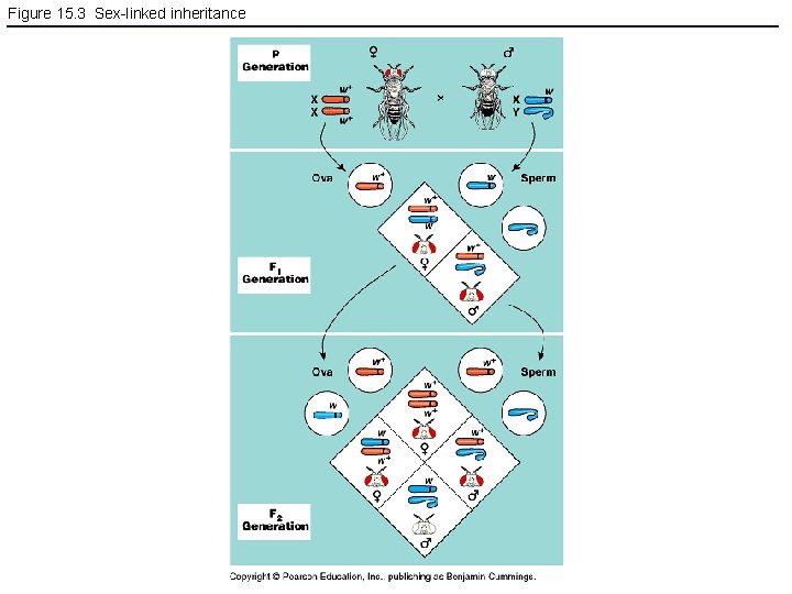 Figure 15. 3 Sex-linked inheritance 