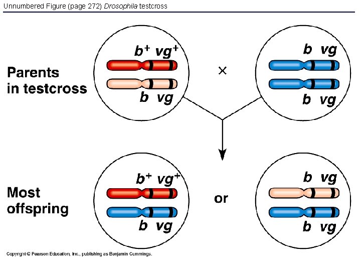 Unnumbered Figure (page 272) Drosophila testcross 