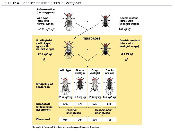 Figure 15. 4 Evidence for linked genes in Drosophila 