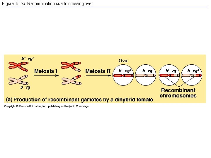 Figure 15. 5 a Recombination due to crossing over 